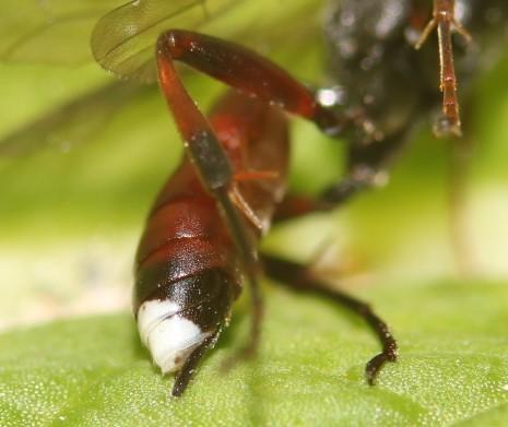 Réf. 298 148 : Baranisobas ridibundus